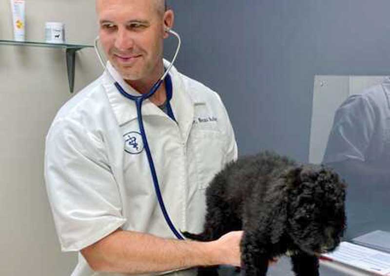Carousel Slide 3: Dog veterinary exams