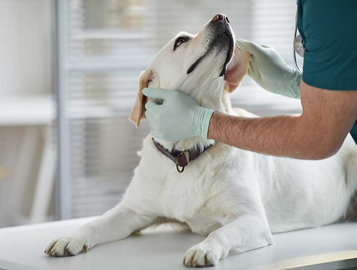 Preventive Care for Dogs